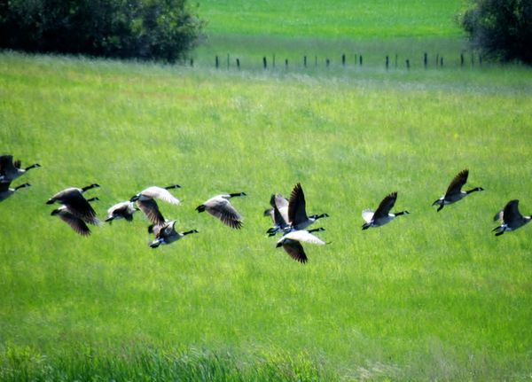 Canadian geese...