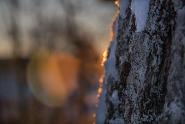 Bokeh and the sun turning the snow crystals edging...