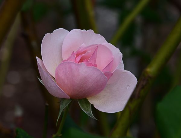 Hidden deep in the heart of the rose bush....