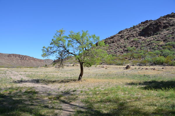 Lone tree outside of El Fortin de la Morita...