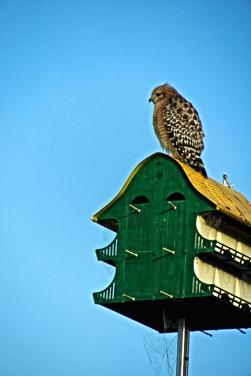 A hawk on top of a bird house....