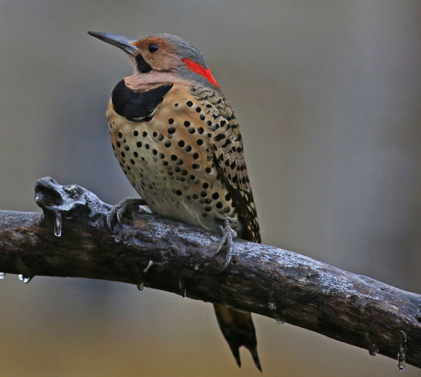 Northern Yellow Shafted Flicker...