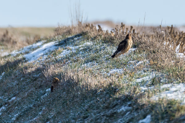 Harrier and Short-eared owl...