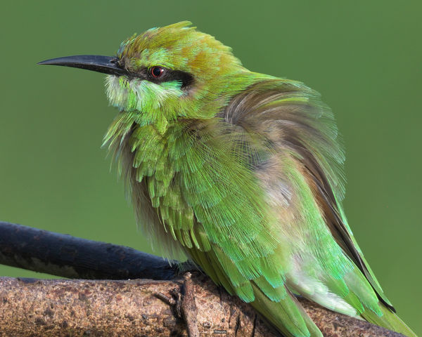 Green Bee eater...