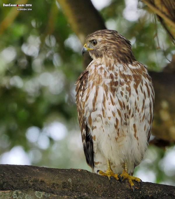 Red-shouldered Hawk, Plantation, Florida, USA...