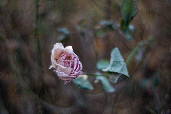 Rose in winter--Cosina 55mm f1.2...