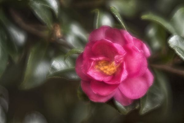 Japanese camellia--Laack Rathenow Doppel Anastigma...
