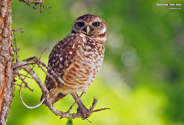 The Florida burrowing owl is classified as a "spec...