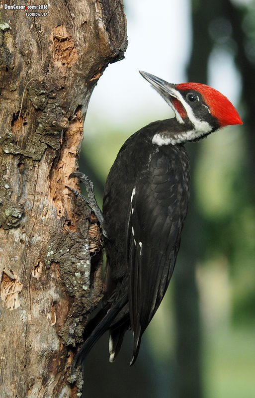 Pileated Woodpecker ( Hylatomus pileatus)...