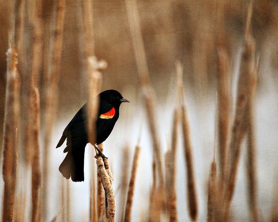 Red Winged Blackbird in the Cattails...