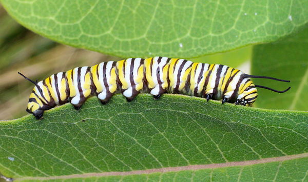 Monarch larva...