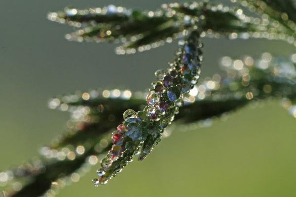 Early morning dew...