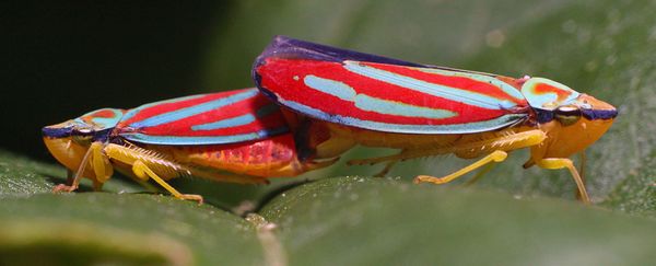 Candy-striped leafhoppers...