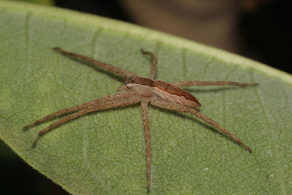 Nursery web spider...