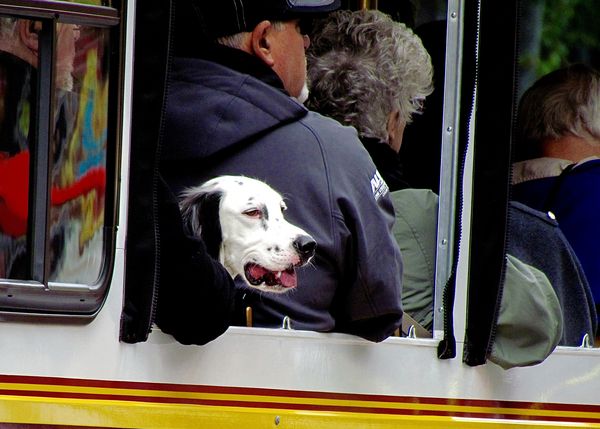 English Setter on the bus in Portland-Street photo...