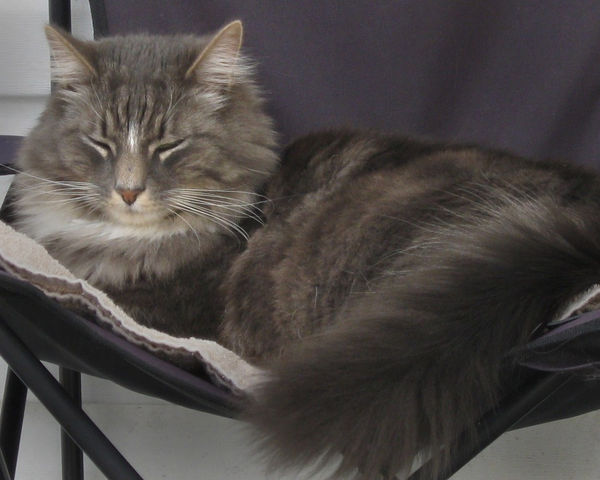 Billy the cat likes to snooze on his chair on the ...