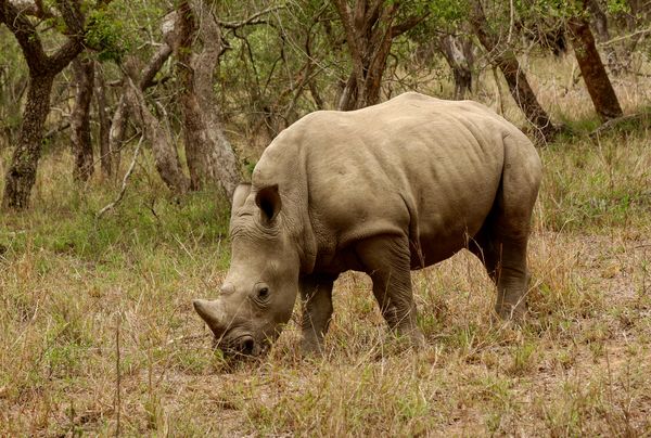 Young rhino...