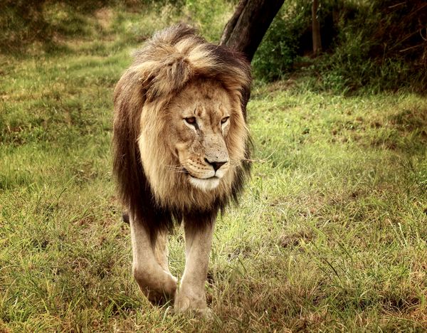 Mr Lion...