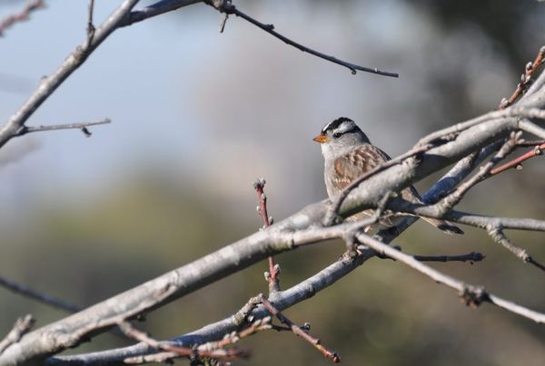 White-crowned Sparrow- starts arriving in early No...