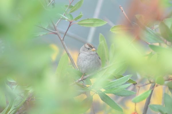 White-crowned Sparrow- Shooting through a hole in ...