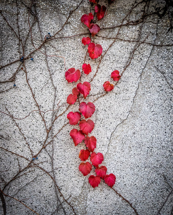 Heart shaped leaves on a vine...