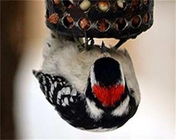 a male Hairy Woodpecker...