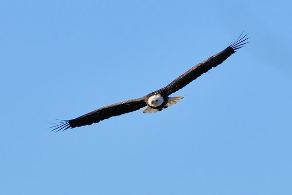 In flight (cropped) different eagle...
