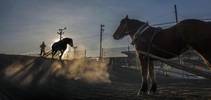 Horses warmoing up at dawn in -15 degree weather f...