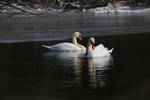 Love is in the Air Sigma 600 mm On the fox River...