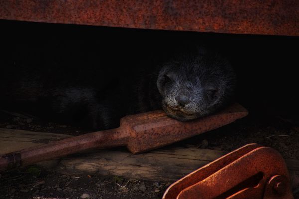 Fur Seal pup, Grytviken...