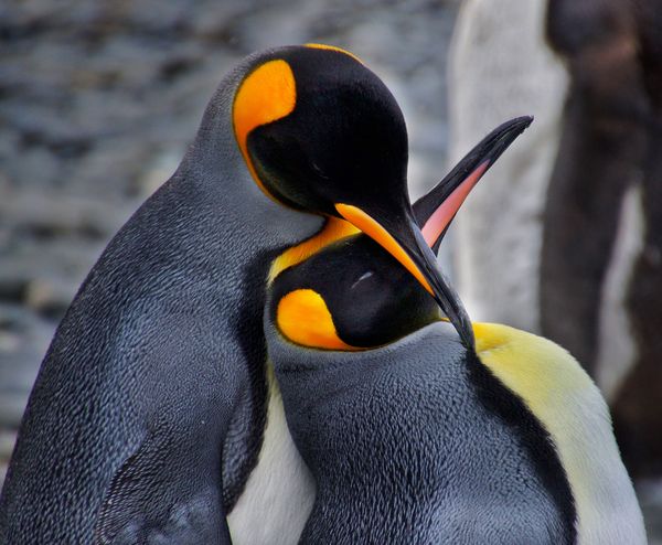 King penguins...
