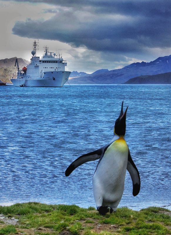 King penguin, cruise ship, Grytviken...