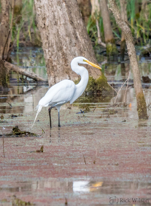Great Egret in swampy area of park....