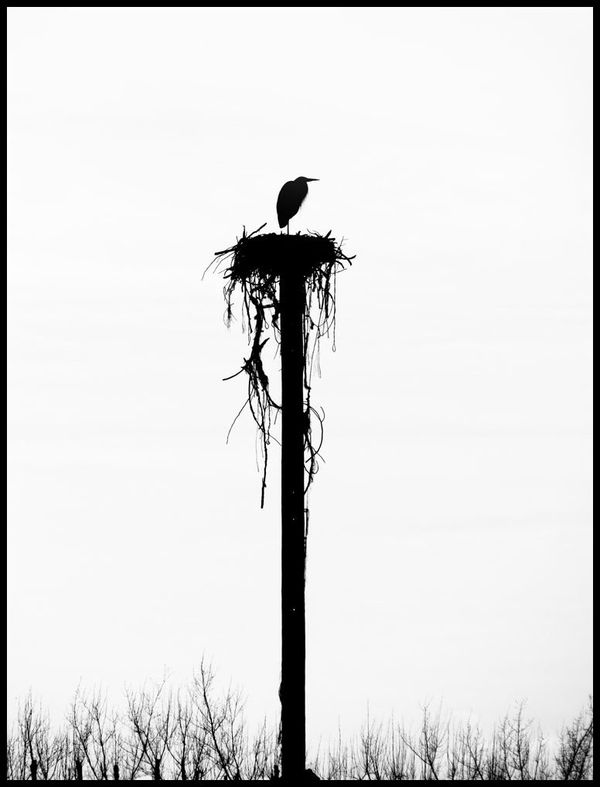 2. Great blue heron enjoying the view from an ospr...