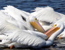 Pelican Passion on Valentines Day! These white pel...