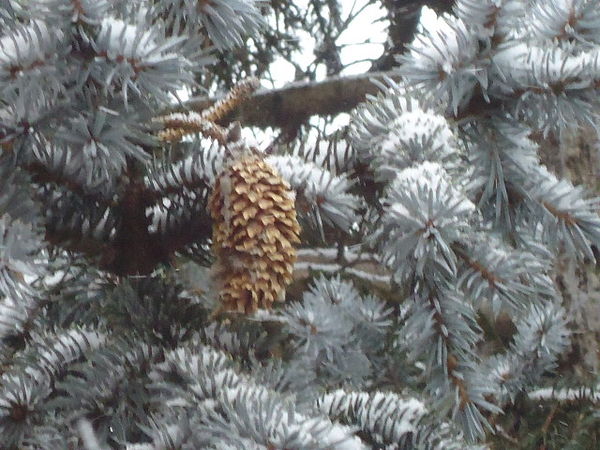 Lonely pine cone...