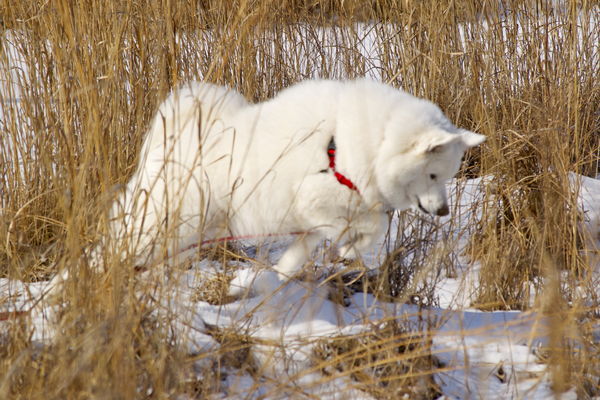 Samoyed hunting sale