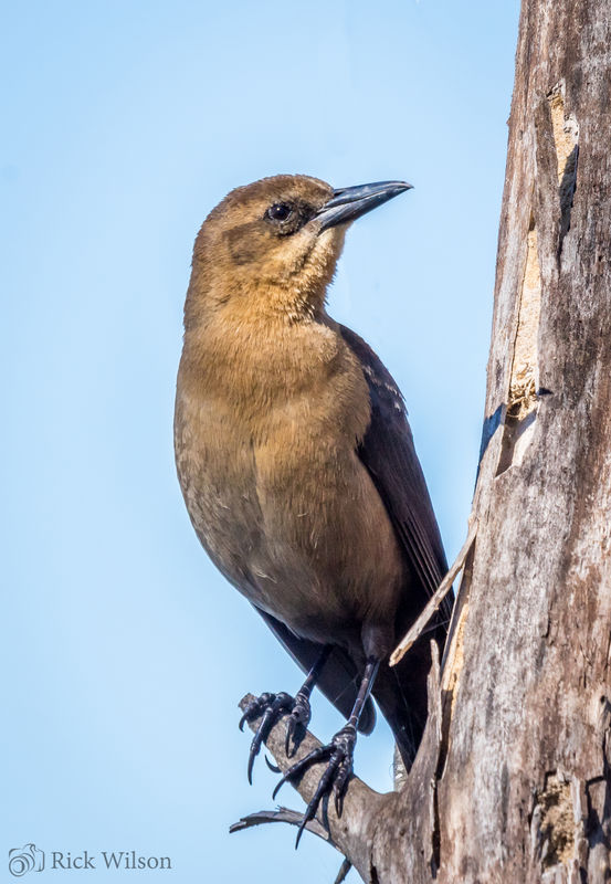 Female Boat-tailed Grackle...