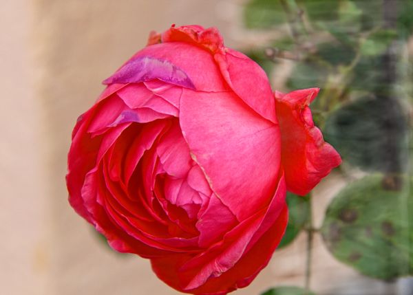 A pink rose....