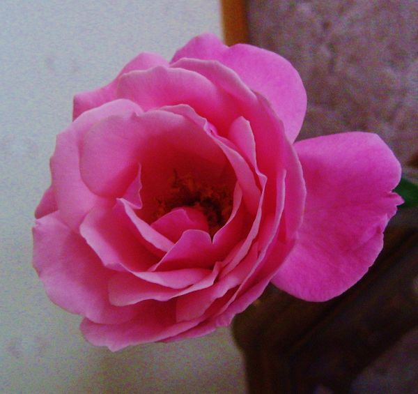 I call this "Nathaniel's Rose" for my grandson...