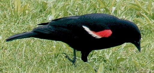 red wing blackbird...