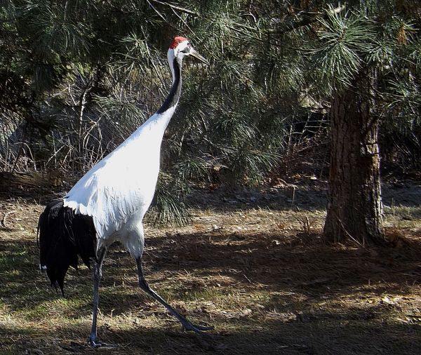 red crowned crane at zoo...