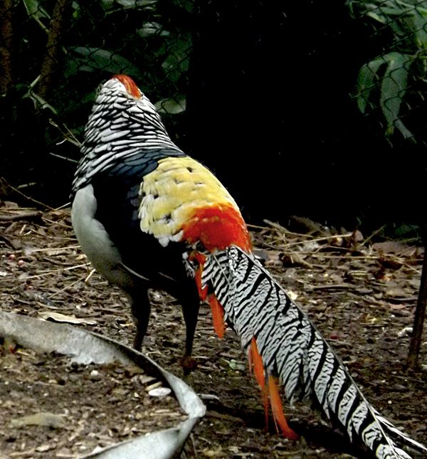 Lady Amherst pheasant at zoo...