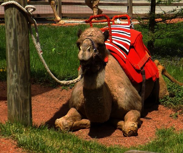 camel ride at zoo...