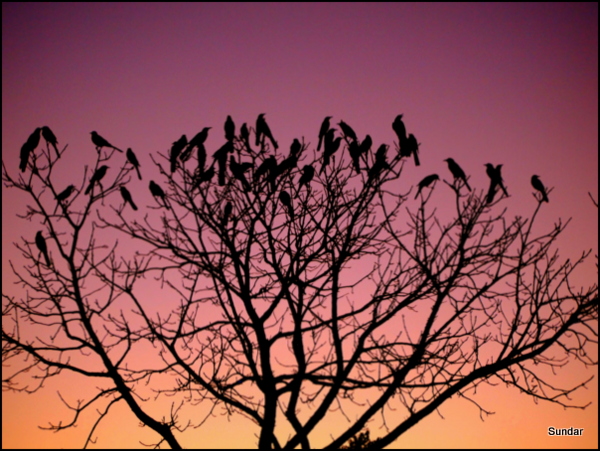 Grackles - evening chit-chat !...