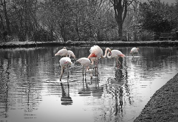 Flamingos-WWT Martin Mere,Lancashire...