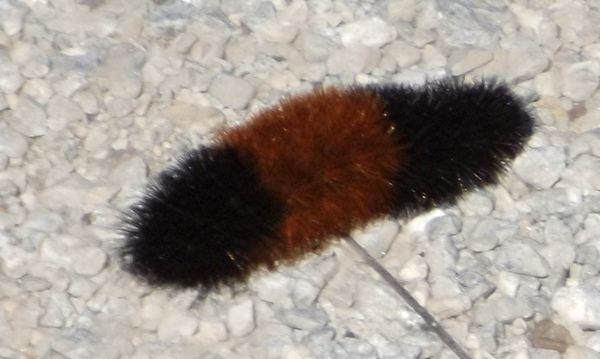 wooleybear caterpillar at Sandy Ridge res....