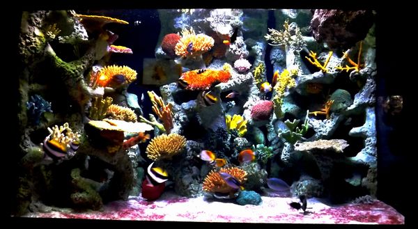 fish at zoo, a large tank...