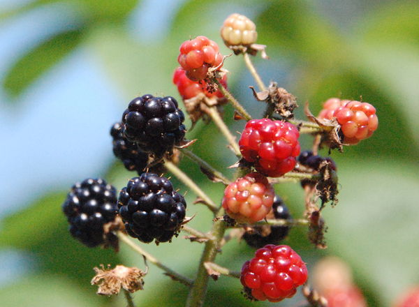 Pre-Blackberries about to blacken...