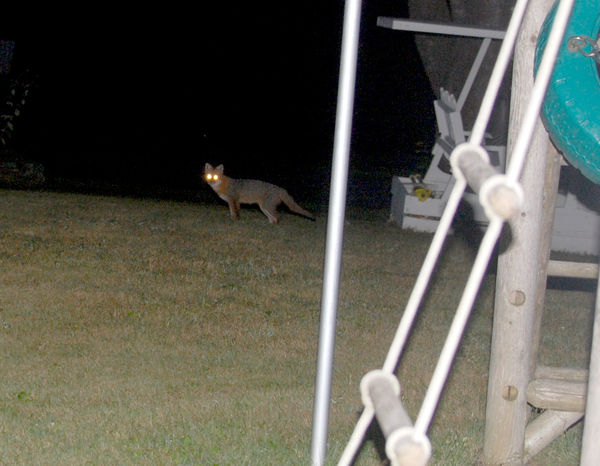 Redish Grey fox passing during Pleiades watch....